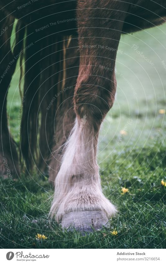 Kastanienpferd auf dem Land stehend Pferd Landschaft Tier ländlich Ranch pferdeähnlich heimisch Natur Feld Wiese Weide Hengst Stute Windstille Kreatur Biest