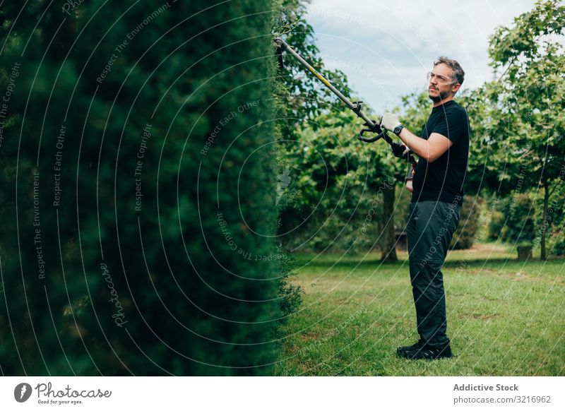 Mann beschneidet Arizonica-Hecke arizonica Pflege Erhaltung Schneiden Garten Gärtner Handschuhe Lifestyle Natur Beruf außerhalb im Freien Menschen Person