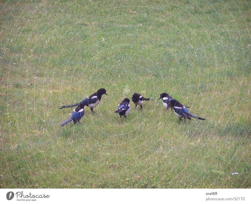 Sechs auf einen Streich Elster Vogel Wiese Gebet sechs auf einen Streich