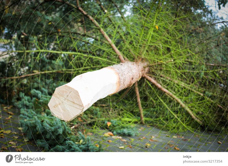 Angespitzter Weihnachtsbaum Weihnachten & Advent Landwirtschaft Forstwirtschaft Baum Tanne Nadelbaum Baumstamm authentisch frisch groß lang natürlich braun grün