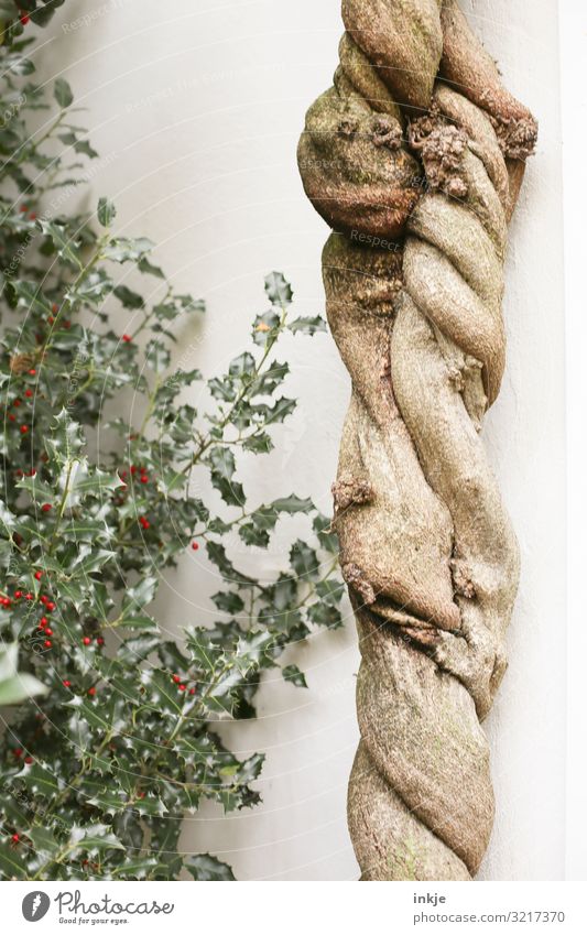 alt und knorrig Baum Baumstamm Efeu Ilex Menschenleer Mauer Wand dick braun grün weiß Senior Wachstum Wandel & Veränderung eigenwillig Windung durcheinander