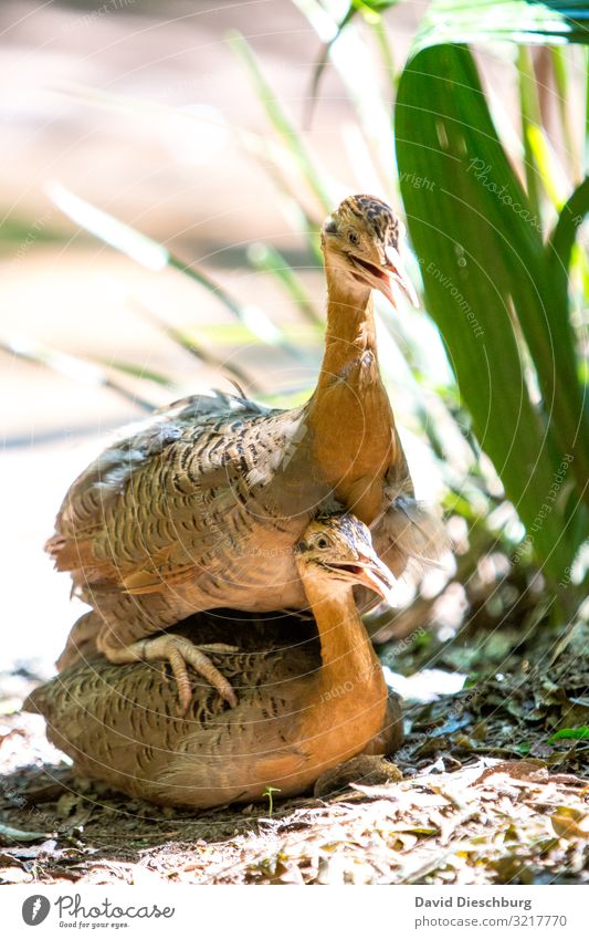 Knickknack im Dschungel Natur Frühling Sommer Schönes Wetter Urwald Tier 2 Tierpaar Frühlingsgefühle Zusammensein Liebe Tierliebe Verliebtheit Treue Romantik