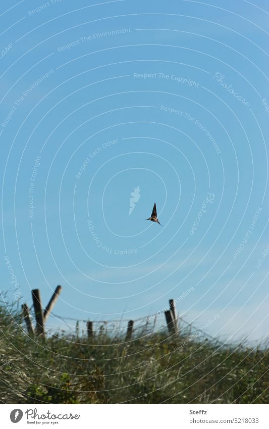 Flugkunst am frühen Morgen Schwalbe Vogelflug nordisch Irland nordische Natur Grasdüne früh am Morgen früher Morgen Republik Irland nordische Romantik