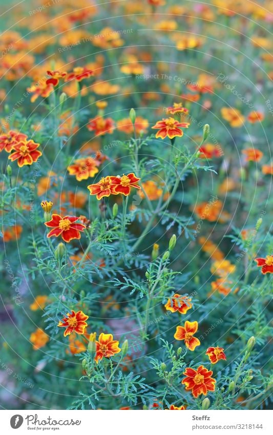 bienenfreundliche Gewürztagetes Tagetes Gartenpflanzen Sommerblumen Gartenblumen Tagetes tenuifolia Blumenbeet orange Blumen blühende Blumen Korbblütler