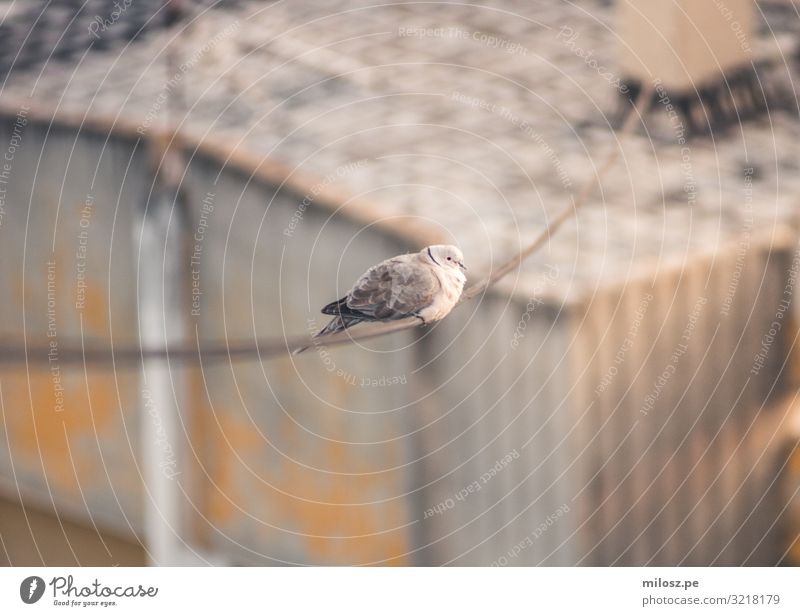 Taube an der Stromleitung Tier Vogel 1 beobachten sitzen Gedeckte Farben Außenaufnahme Menschenleer Freisteller Tag Licht Sonnenlicht Schwache Tiefenschärfe