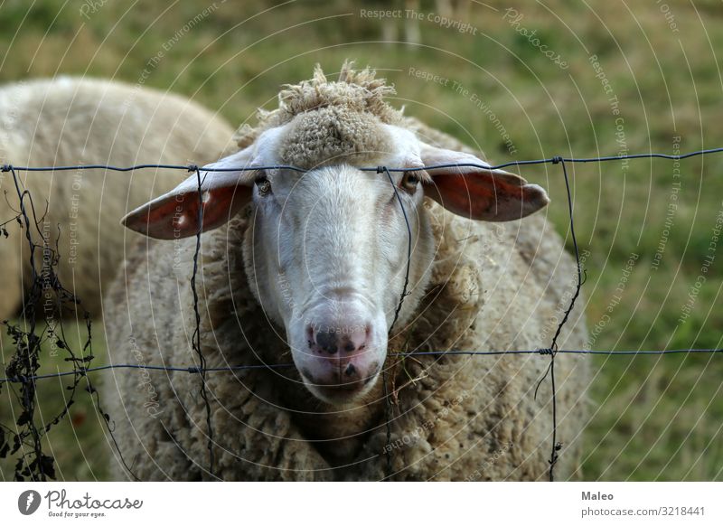 Weiße Schafe von hinten dem Draht starrt den Fotografen an weiß Tier Gras Säugetier Natur Landwirtschaft grün Blick Wolle Nahaufnahme Feld Fell Wiese natürlich