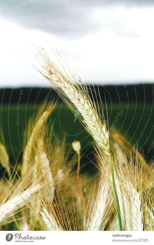 Weizen Weizenfeld Sommer Korn Natur Abend