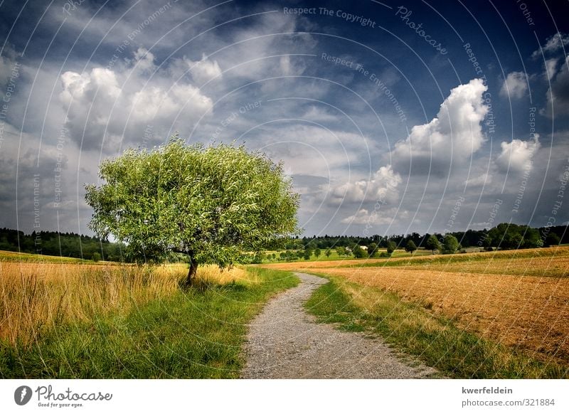 The One Ferne Freiheit Sommer wandern Natur Landschaft Himmel Wolken Schönes Wetter Baum Wiese Feld Hügel Wege & Pfade Unendlichkeit heiß blau braun mehrfarbig