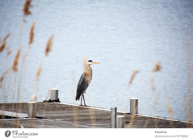 Neulich am Allersee Umwelt Natur Landschaft Pflanze Tier Urelemente Wasser Sommer Küste Seeufer Wildtier Vogel 1 frei hell nass natürlich braun grau orange