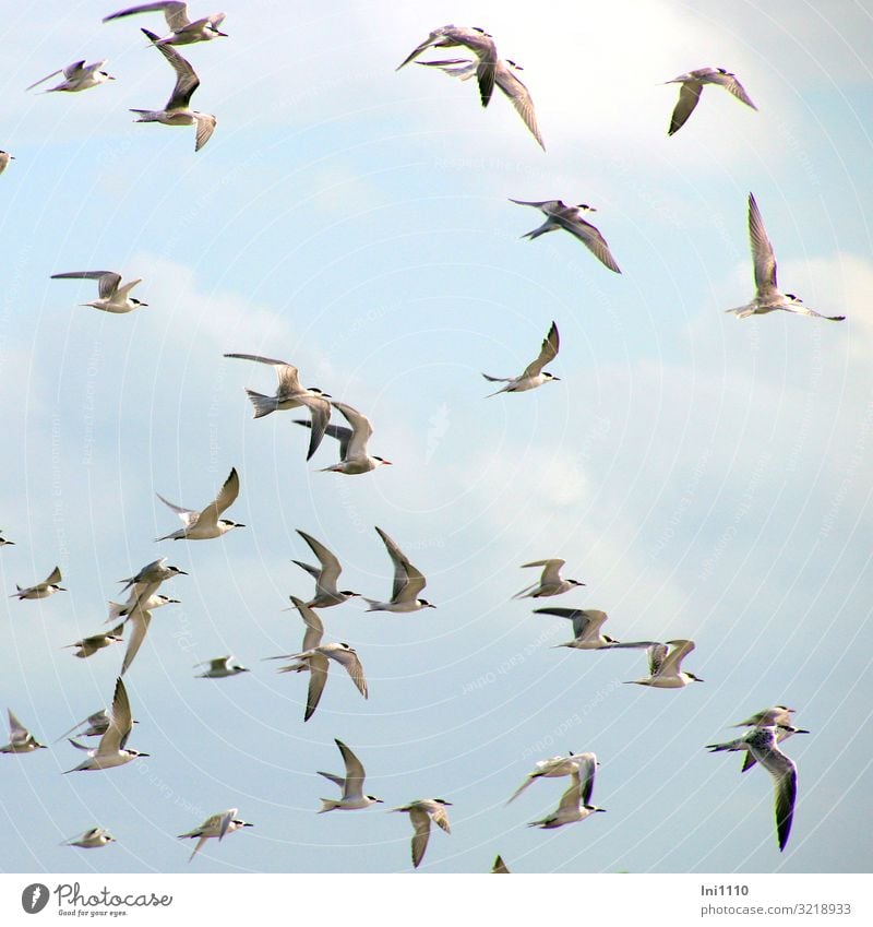 Seeschwalben II Natur Tier Himmel Sonne Sommer Küste Strand Nordsee Insel Wildtier Vogel Schwarm Fröhlichkeit natürlich blau grau schwarz weiß Stranddüne