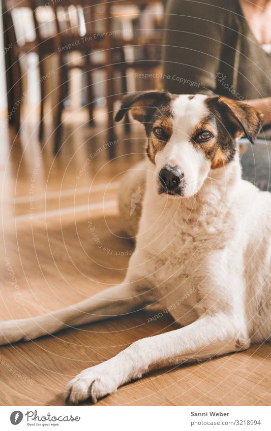 Hundeblick Tier Haustier 1 Gesundheit weiß braun liegen Blick in die Kamera braunes Auge Vorderbeine Pfote Farbfoto mehrfarbig Innenaufnahme Textfreiraum rechts