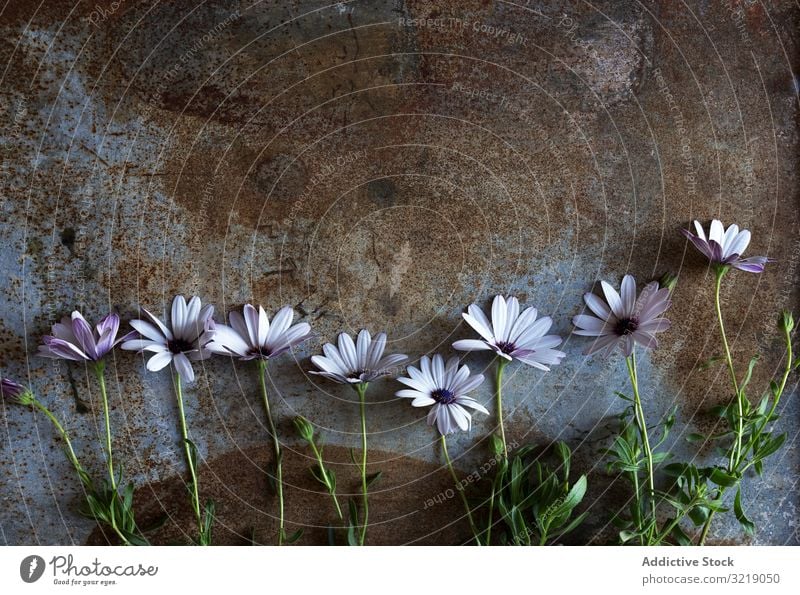 Blumen auf rauer Oberfläche Reihe frisch dreckig rustikal Pflanze Sommer natürlich organisch Linie Zusammensetzung filigran zerbrechlich Fliederbusch viele