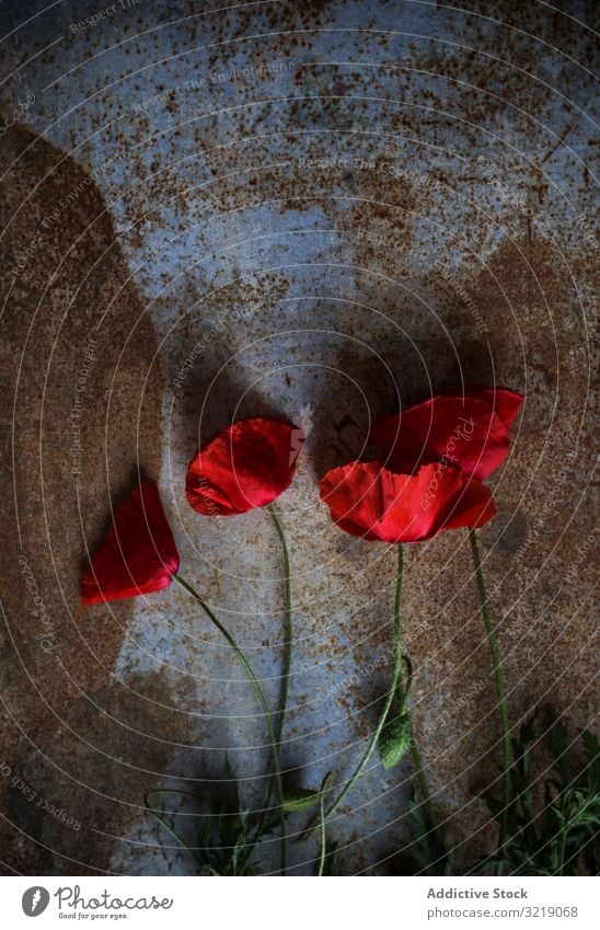 Frischer Mohn auf schmutzigem Tisch frisch Blume dreckig Oberfläche rot schäbig Sommer Saison natürlich Blütezeit Flora Schönheit Pflanze Blütenblatt hell