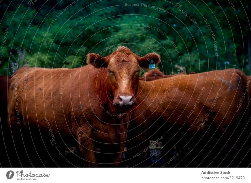 Kuhherde auf einem Bauernhof auf dem Land Weide Ackerbau heimisch Landschaft Tier Sattelkammer ländlich Säugetier Korral Rind Weidenutzung Herde Ackerland braun