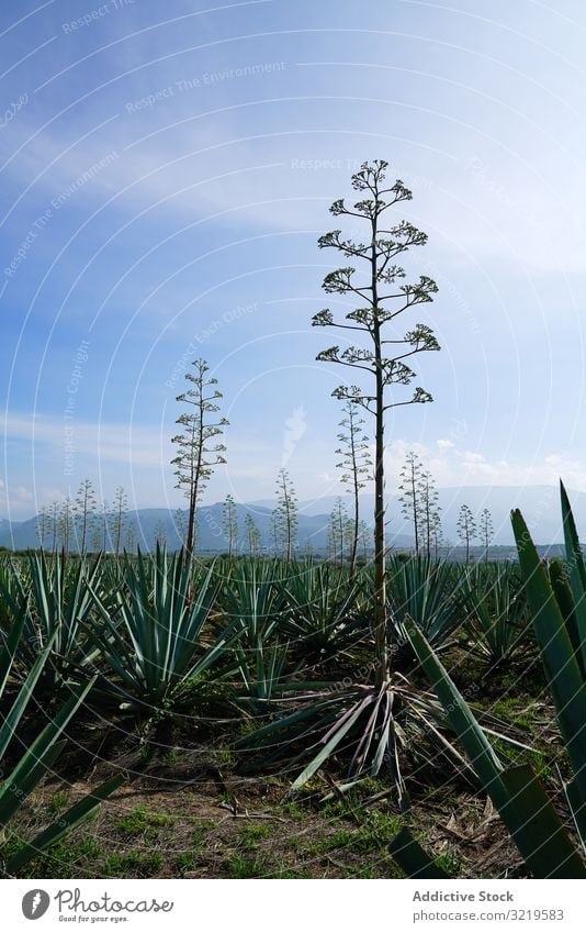 Feld der blühenden Agave Überstrahlung wachsend grün Blumen Sukkulente Erfolg Bauernhof ländlich trocknen Tageslicht Ackerbau Ranch Pflanze Natur Kaktus