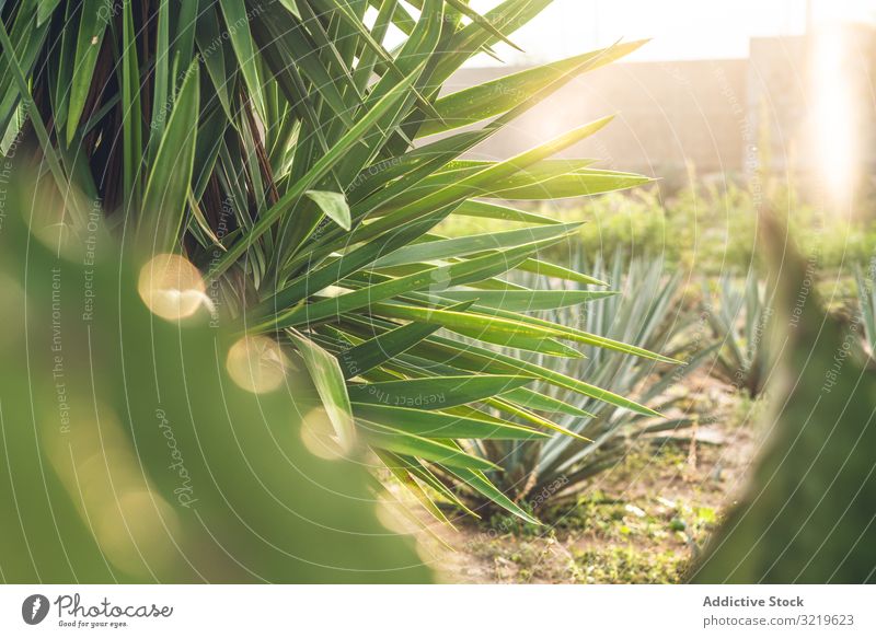 Feld der blühenden Agave Überstrahlung wachsend grün Blumen Sukkulente Erfolg Bauernhof ländlich trocknen Tageslicht Ackerbau Ranch Pflanze Natur Kaktus