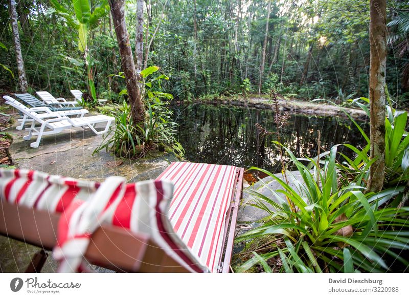 Chilln im Dschungel Ferien & Urlaub & Reisen Abenteuer Expedition Natur Landschaft Pflanze Tier Wasser Schönes Wetter Baum Sträucher Urwald Teich Bach Fluss