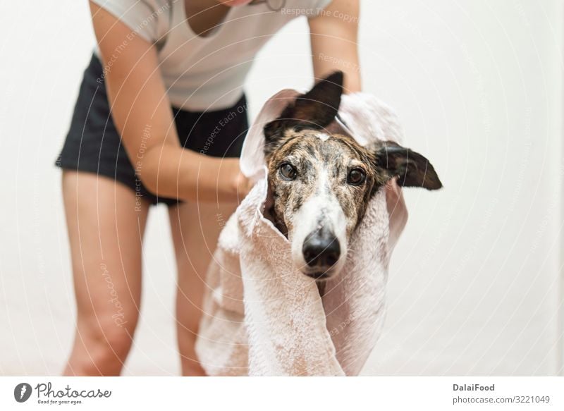 Trocknen des Hundes mit einem Handtuch Glück Frau Erwachsene Freundschaft Haustier klein lustig nass niedlich Sauberkeit weich braun weiß reizvoll Hintergrund