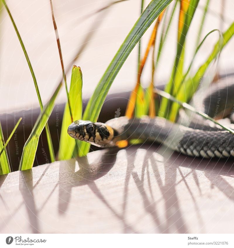 Ringelnatter auf einer Holzbank Natter Schlange Schlangenauge Reptil Natrix natrix Wildtier beobachten schleichen liegen Blick außergewöhnlich schleichend