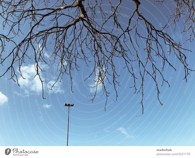 Fressfeinde Umwelt Himmel Herbst Winter Baum Ast Zweige u. Äste Brunft bedrohlich elegant Zusammensein einzigartig oben blau Sympathie Partnerschaft Einsamkeit