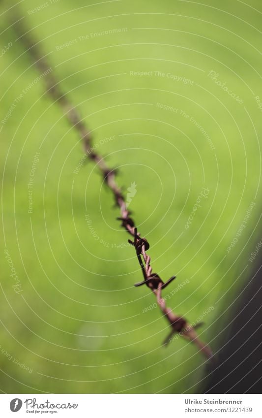 Einzelner Stacheldraht vor grüner Weide Umwelt Natur Sommer Gras Grünpflanze Wiese Feld Metall Rost Spitze stachelig Draht verdrillt Defensive Grenze