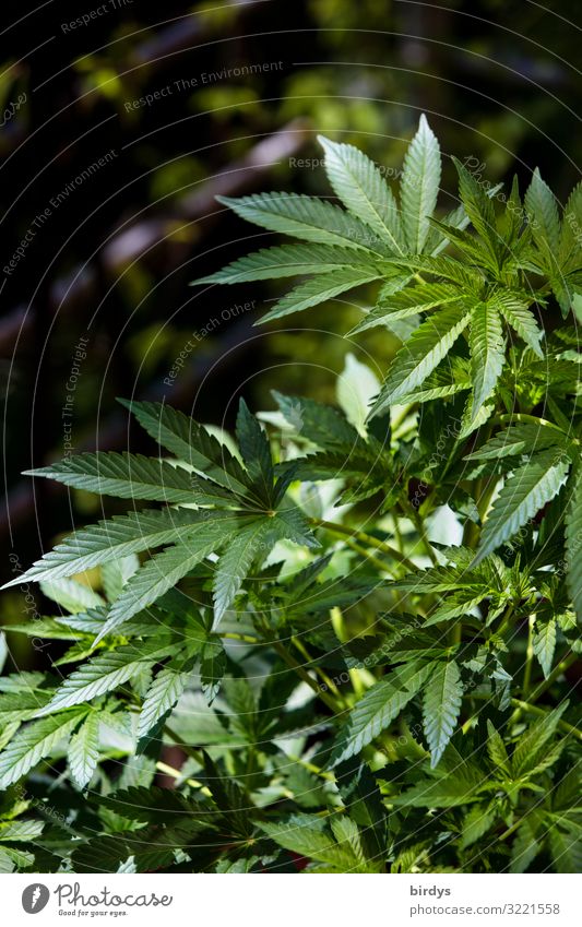 Cannabis Sommer Schönes Wetter Pflanze Grünpflanze Nutzpflanze Cannabisblatt Industriehanf Garten Wachstum authentisch natürlich positiv grün Vorfreude