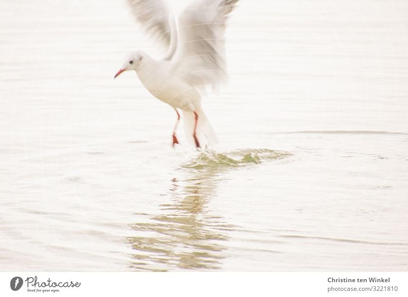 Möwe springt aus dem Wasser Umwelt Natur Tier Klimawandel Küste Vogel Tiergesicht Flügel Krallen 1 fliegen Jagd Blick ästhetisch außergewöhnlich hell nah nass