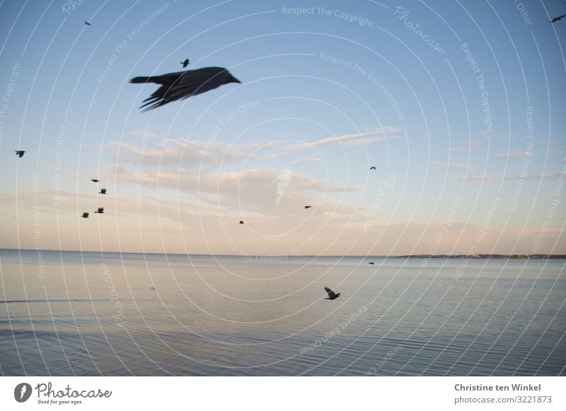 Krähen im Flug über der Ostsee Natur Tier Himmel Wolken Herbst Klimawandel Schönes Wetter Wellen Küste Meer Deutschland Europa Wildtier Vogel Flügel Rabenvögel