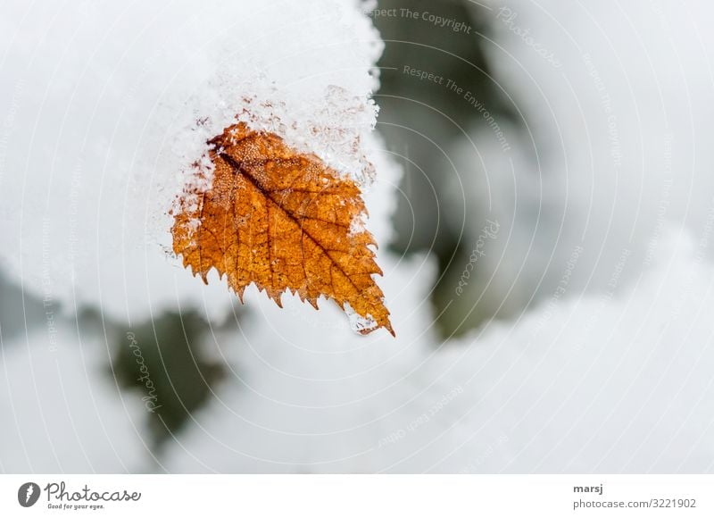 Winterlich eingepacktes, herbstlich gefärbtes Birkenblatt Ende kalt welk Tod natürlich Birkenblätter Frost Schnee Eis Pflanze Blatt Natur Gedeckte Farben