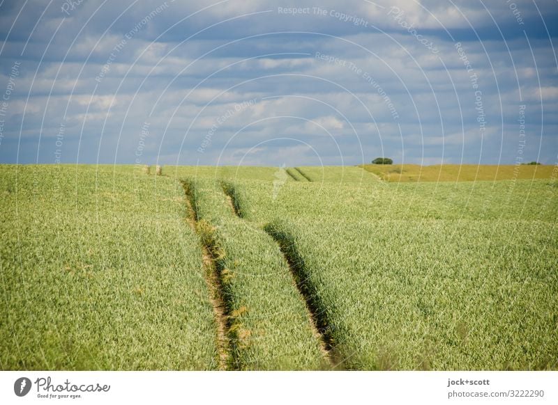 Wechselweizen Landwirtschaft Landschaft Himmel Wolken Sommer Weizenfeld Wachstum authentisch Ferne lang Horizont Inspiration Kulturlandschaft