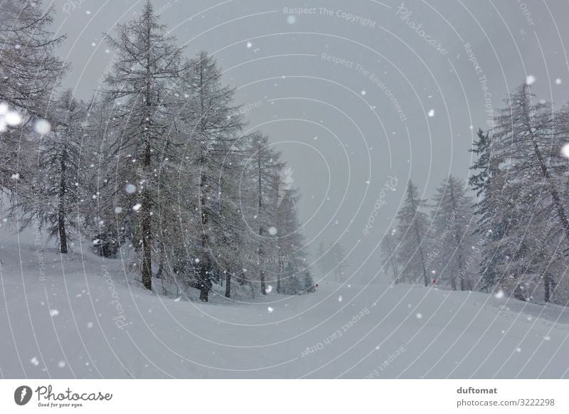 Schneetreiben Abenteuer Winter Winterurlaub Berge u. Gebirge wandern Weihnachten & Advent Skifahren Skier Skipiste Natur Landschaft schlechtes Wetter Nebel