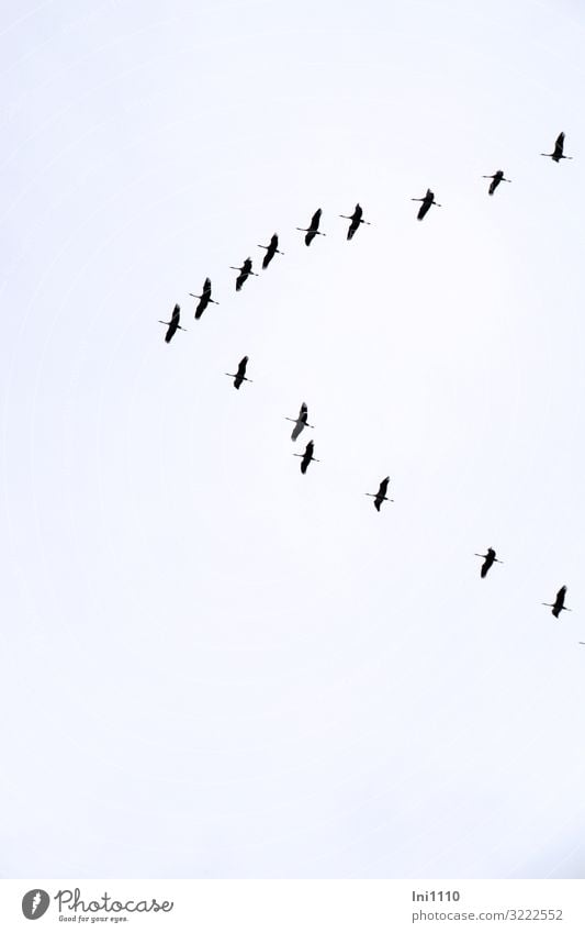 Kraniche über Hamburg | UT Hamburg Natur Himmel Herbst Schönes Wetter Hafenstadt Vogel Schwarm blau rosa schwarz weiß Süden Reisefotografie Vogelflug himmelblau