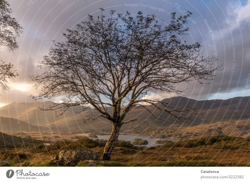 Baum im Regen. Hügelkette und See im Hintergrund Ausflug wandern Umwelt Landschaft Wassertropfen Wolken Gewitterwolken Horizont Sonnenlicht Herbst Gras