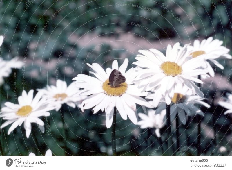 Jeden Tag Nektar Schmetterling Blume Sommer Blüte Natur Sonne