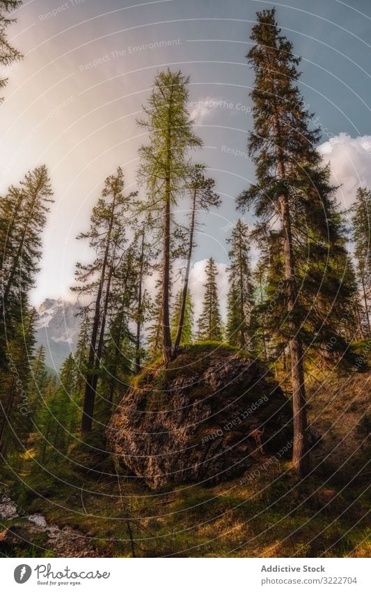 Großer irdener Felsbrocken mit Baum im Kiefernwald Wald malerisch grün Natur atemberaubend Stein Landschaft Vegetation hoch Pflanze Laubwerk Ast Dolomiten