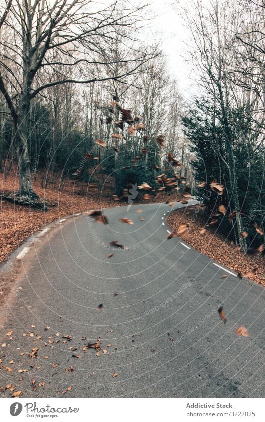 Straße durch den Herbstwald Wald malerisch leer Baum Kurve laublos fallen Frieden Boden Blätter Natur Perspektive Laubwerk Windstille Laufwerk drehen. idyllisch