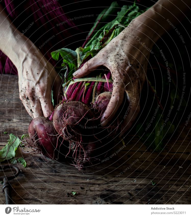 Gesichtslose Person steht mit einem Bündel Rüben Rote Beete Haufen Lebensmittel Gemüse Ernte organisch frisch natürlich Essen zubereiten Vegetarier Gartenarbeit