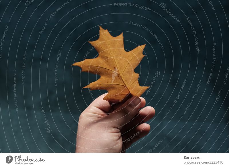 Ich bin das Blatt. Sonnenlicht Botanik botanisch Pflanze Natur Garten Flora organisch Leben nachhaltig Nachhaltigkeit natürlich Laubwerk Vegetation Blätter