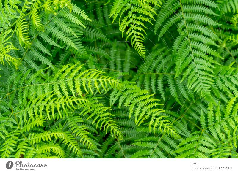 fern plants closeup Natur Pflanze Blatt oben saftig grün farn Farnblatt wedel formatfüllend erhöhter blickwinkel natürlich ausschnitt gedeihend Botanik