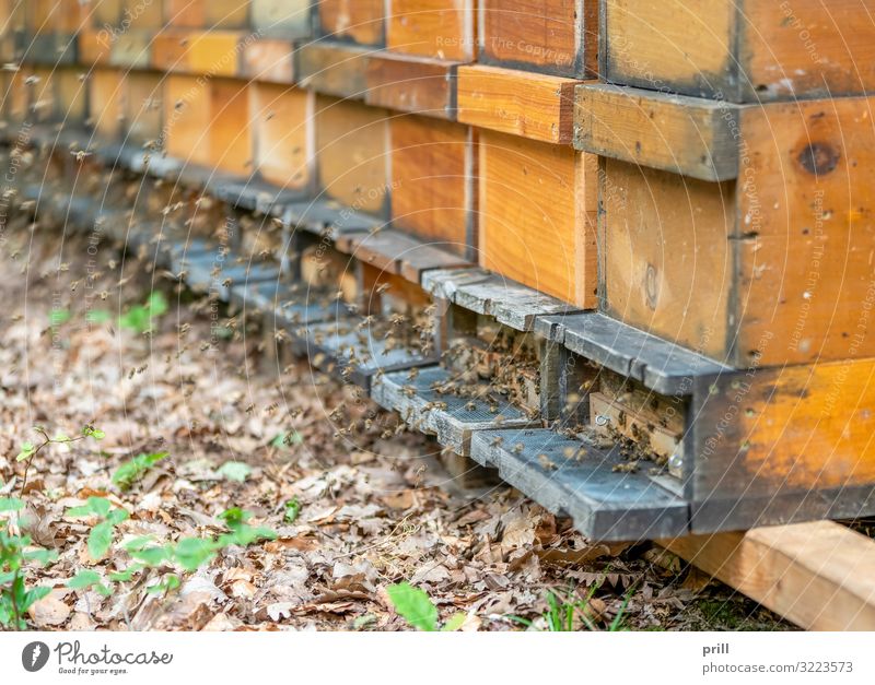 bees and apiary Landwirtschaft Forstwirtschaft Tier Biene Schwarm Holz viele chaotisch Bienenkorb bienengarten bienenstaat honigproduktion Imkerei Insekt