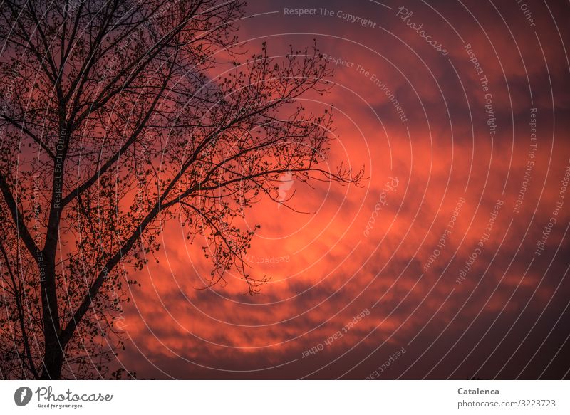 Abendrot im Dezember Umwelt Natur Pflanze Urelemente Himmel Wolken Sonnenaufgang Sonnenuntergang Winter Wetter Baum Ast Pappeln Garten authentisch