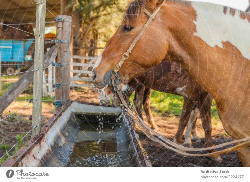 Pferde trinken Wasser in der Langtränke auf dem Bauernhof Tier Säugetier Natur Fauna heimisch ländlich natürlich mit Hufen Weide Herde Hengst Haustier Pflege