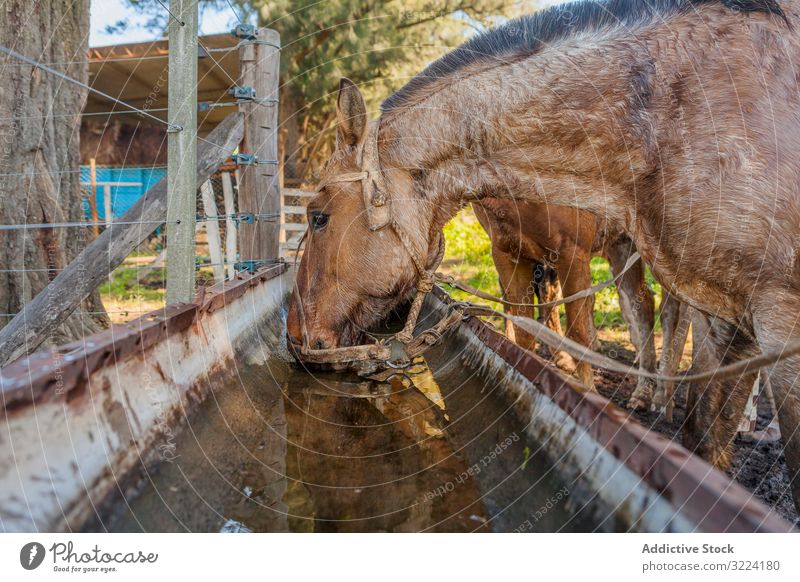 Pferde trinken Wasser in der Langtränke auf dem Bauernhof Tier Säugetier Natur Fauna heimisch ländlich natürlich mit Hufen Weide Herde Hengst Haustier Pflege