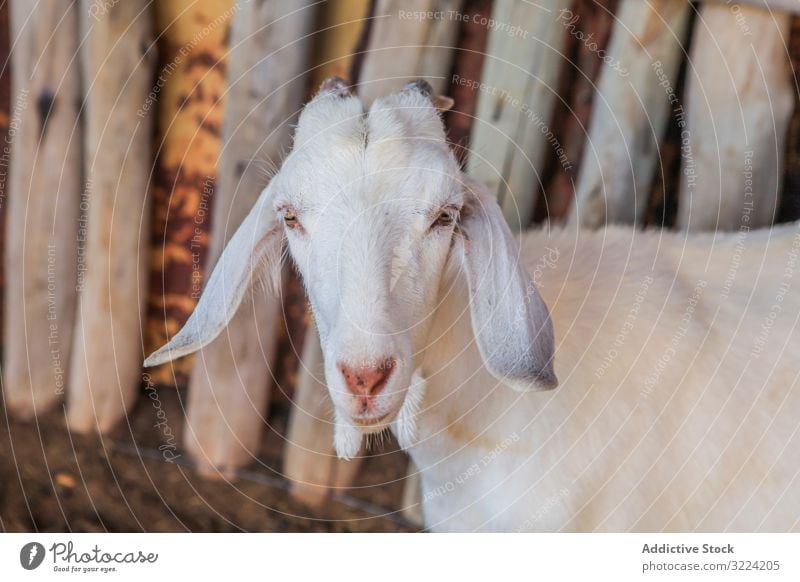 Weißes Haustier auf dem Bauernhof Ziege Tier heimisch weiß Ackerland hölzern Zaun Ackerbau Schnauze Rind Viehbestand Maul Molkerei ländlich Landwirtschaft Ranch