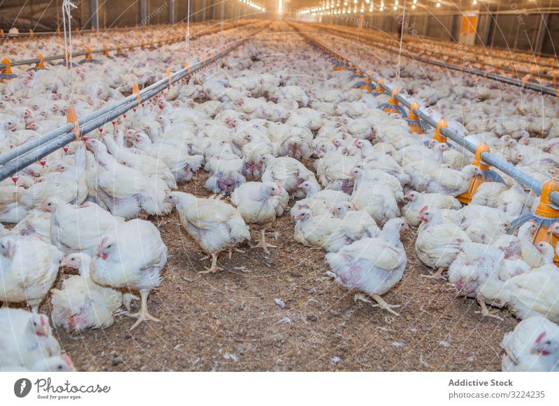 Geflügel in der Hühnerfarm Federvieh Hähnchen Bauernhof Pute füttern Spaziergang geräumig Haus beleuchtet Industrie Vogel Ackerbau Landwirtschaft Lebensmittel