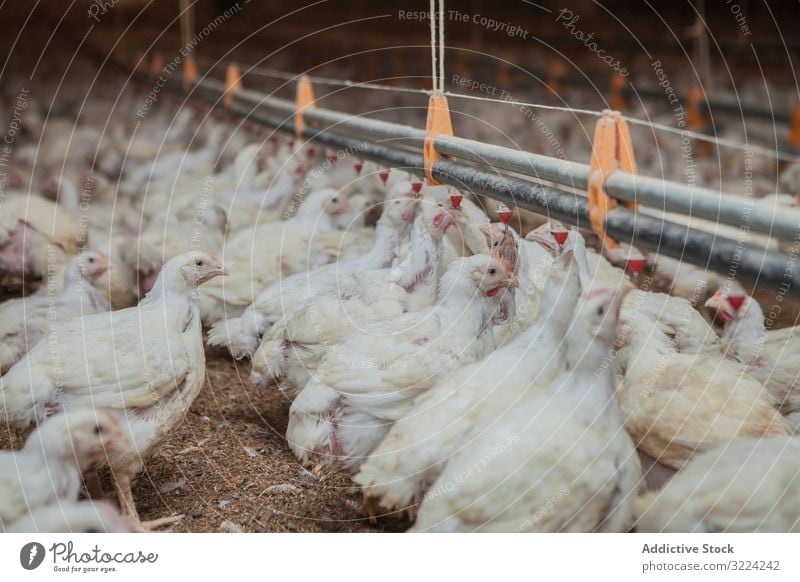 Geflügel in der Hühnerfarm Federvieh Hähnchen Bauernhof Pute füttern Spaziergang geräumig Haus beleuchtet Industrie Vogel Ackerbau Landwirtschaft Lebensmittel