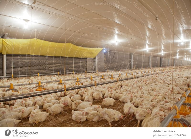 Geflügel in der Hühnerfarm Federvieh Hähnchen Bauernhof Pute füttern Spaziergang geräumig Haus beleuchtet Industrie Vogel Ackerbau Landwirtschaft Lebensmittel