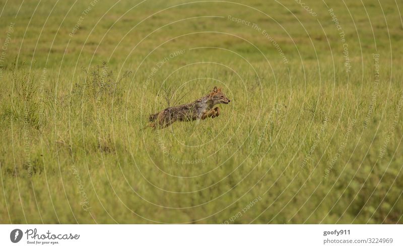 Auf der Jagd Ferien & Urlaub & Reisen Ausflug Abenteuer Ferne Freiheit Safari Expedition Umwelt Natur Landschaft Gras Sträucher Wiese Südafrika Tier Wildtier