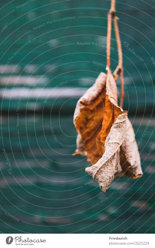 Schön in der Vergänglichkeit Natur Pflanze Herbst Baum Garten beobachten berühren dehydrieren ästhetisch außergewöhnlich natürlich trocken braun Wahrheit