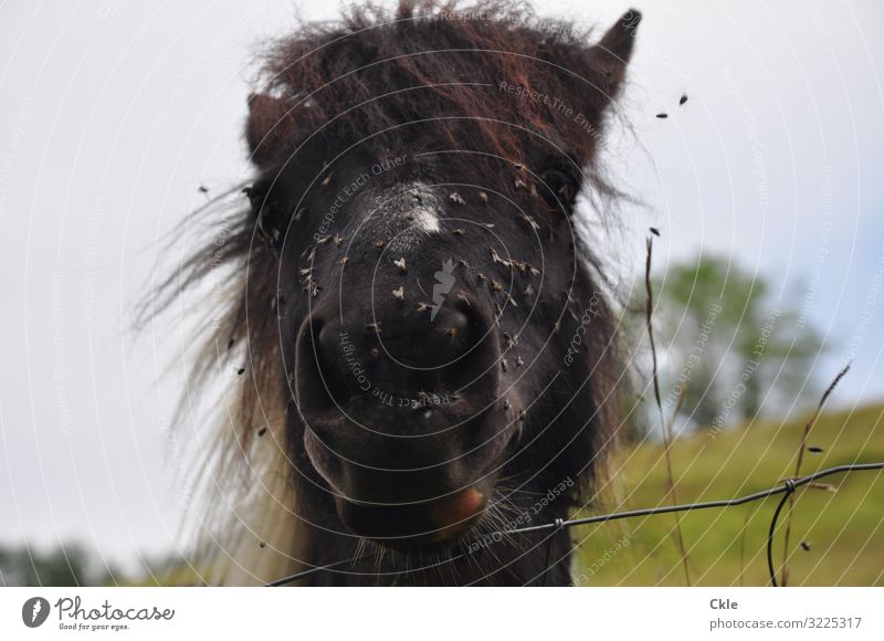 Gute Miene Reitsport Umwelt Natur Landschaft Tier Baum Wiese Feld St. Jean Pied de Port Pyrenäen schwarzhaarig brünett Pony Behaarung Nutztier Pferd Fliege